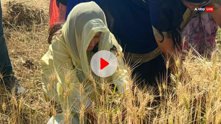 Nakul Nath wife Priya Nath reach fields for her husband in Chhindwara mp ANN WATCH: 'मैं नकुलनाथ की पत्नी हूं....', खेत में गेहूं की कटाई करते हुए प्रियानाथ का वीडियो वायरल