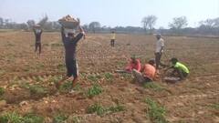 प्याज-टमाटर के बाद अब आलू के कीमतों में लगेगी आग, दाम बढ़ने से किसान खुश, लेकिन आम लोगों की कमर तोड़ेगी महंगाई