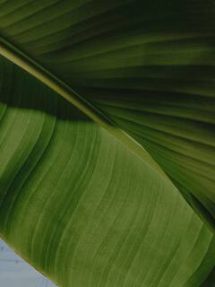 Banana Leaf Benefits : உணவை வாழை இலையில் சாப்பிடுவதன் அவசியம் என்ன?