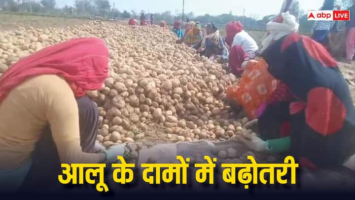 Potato Price Hike: आलू के दामों में बीते कुछ सालों की तुलना में जबरदस्त उछाल देखने को मिला है. कई जगह किसानों का आलू हाथों हाथ खेत से ही बिक रहा है.