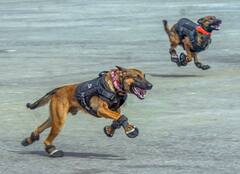 अब घरों में नहीं पाल सकेंगे पिटबुल या विदेशी नस्ल के ये कुत्ते, सरकार का 23 ब्रीड्स पर बैन