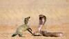 Mongoose vs Snake:  ਸੱਪਾਂ ਦਾ ਜ਼ਹਿਰ ਇਸ ਜਾਨਵਰ ਨੂੰ ਕਿਉਂ ਨਹੀਂ ਚੜਦਾ, ਜਾਣੋ ਅਸਲ ਕਾਰਨ