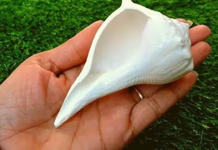 શંખ ઘરમાં સૌભાગ્ય લાવે છે. શંખને ખૂબ જ પવિત્ર માનવામાં આવે છે. તેના અવાજથી ઘરમાં પવિત્રતા આવે છે. ઘરમાંથી નકારાત્મક ઉર્જા દૂર થાય છે અને સકારાત્મકતા પ્રવર્તે છે.