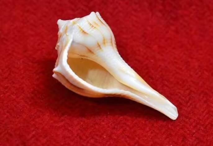 જો હિંદુ શાસ્ત્રોનું માનીએ તો શંખને દેવી લક્ષ્મીના ભાઈ તરીકે વર્ણવવામાં આવ્યો છે. કારણ કે શંખની ઉત્પત્તિ દેવી લક્ષ્મીની જેમ થઈ હતી. શંખની ગણતરી સમુદ્રમંથનમાંથી નીકળેલા ચૌદ રત્નોમાં થાય છે.