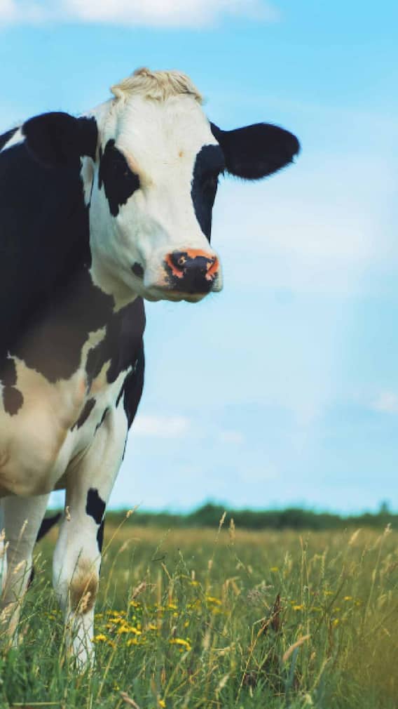 Dairy Plant : डेअरी प्लांटमधून लाखो रुपये कसे कमवाल.