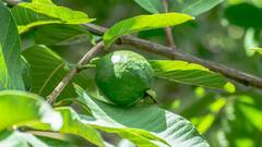 Guava Leaves Tea : केवळ पेरूच नाही तर त्यांची पानेही आहेत फायदेशीर, जाणून घ्या त्यांचे चमत्कारिक फायदे !