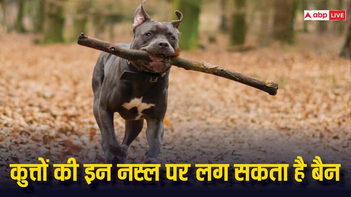 Government of india is preparing to ban these breeds of dogs do you have these 25 breeds of dogs कुत्तों की इन नस्ल पर बैन लगाने की तैयारी में सरकार, कहीं आपके पास तो नहीं है इन 25 नस्ल के डॉग