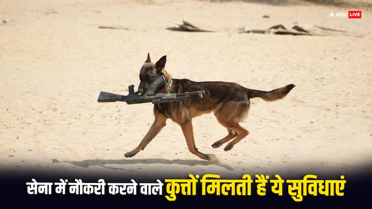 indian army dog How much salary doing military duty get what happens to them after retirement कितनी मिलती है सेना में ड्यूटी करने वाले कुत्‍तों को सैलरी? रिटायरमेंट के बाद उनके साथ होता है कुछ ऐसा