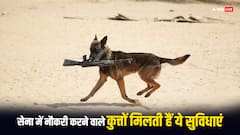 कितनी मिलती है सेना में ड्यूटी करने वाले कुत्‍तों को सैलरी? रिटायरमेंट के बाद उनके साथ होता है कुछ ऐसा