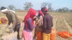 प्याज-टमाटर के बाद अब आलू के कीमतों में लगेगी आग, दाम बढ़ने से किसान खुश, लेकिन आम लोगों की कमर तोड़ेगी महंगाई