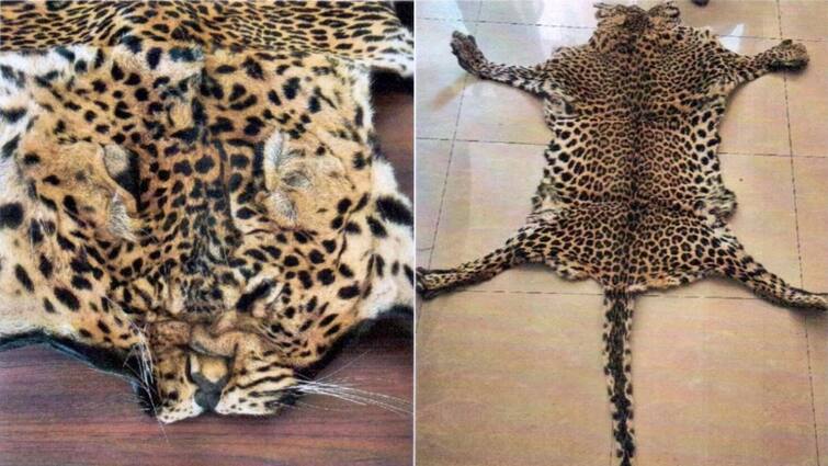 Four Accused Arrested in Leopard skin seized in visakhapatnam Leopard: విశాఖలో చిరుత చర్మం సీజ్‌-నలుగురు సభ్యుల ముఠా అరెస్ట్‌