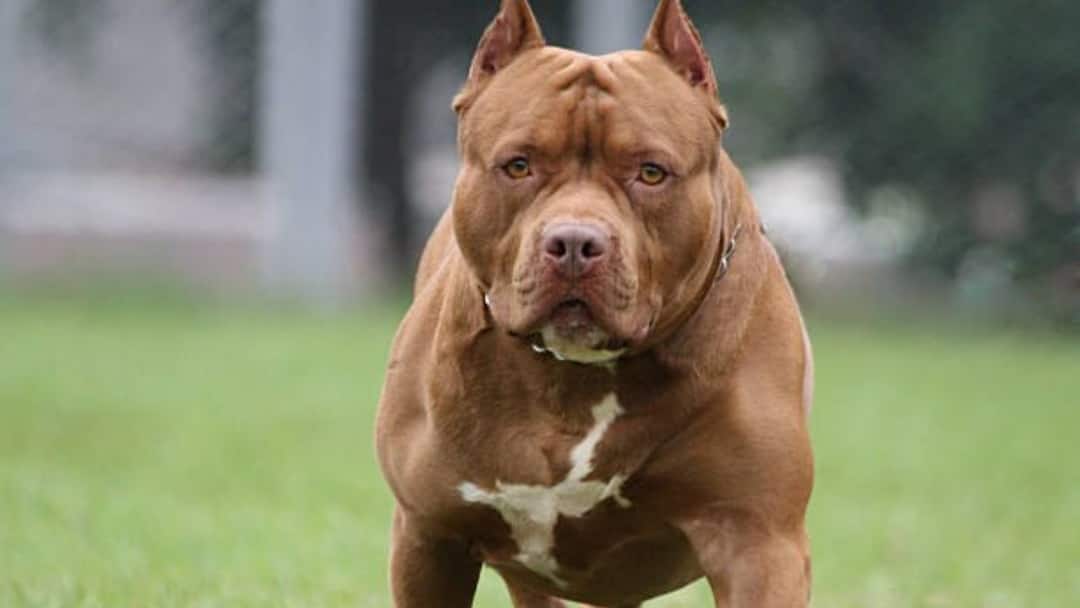 23 dangerous dog breeds banned by the centre check complete list here 23 జాతుల కుక్కలపై నిషేధం, వీటిని అమ్మడం పెంచడం కుదరదు - కేంద్రం కీలక ప్రకటన
