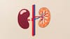 World Kidney Day 2024: ‘వరల్డ్ కిడ్నీ డే’ జరిపేది ఇందుకే - ఈ అలవాట్లే మిమ్మల్ని రక్షించేది