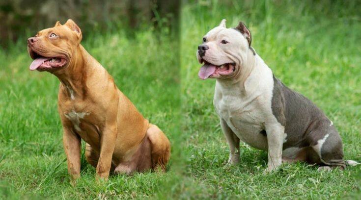 Pitbull-bulldogs will not be able to be bought in India, the central government took this big decision know details abpp ਭਾਰਤ 'ਚ ਨਹੀਂ ਖਰੀਦੇ ਜਾ ਸਕਣਗੇ Pitbull-Bulldogs, ਕੇਂਦਰ ਸਰਕਾਰ ਨੇ ਲਿਆ ਇਹ ਵੱਡਾ ਫੈਸਲਾ