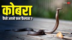 कोबरा कैसे अपने फन को फैलाता और सिकोड़ता, आखिर दूसरे सांप ऐसा क्यों नहीं कर पाते