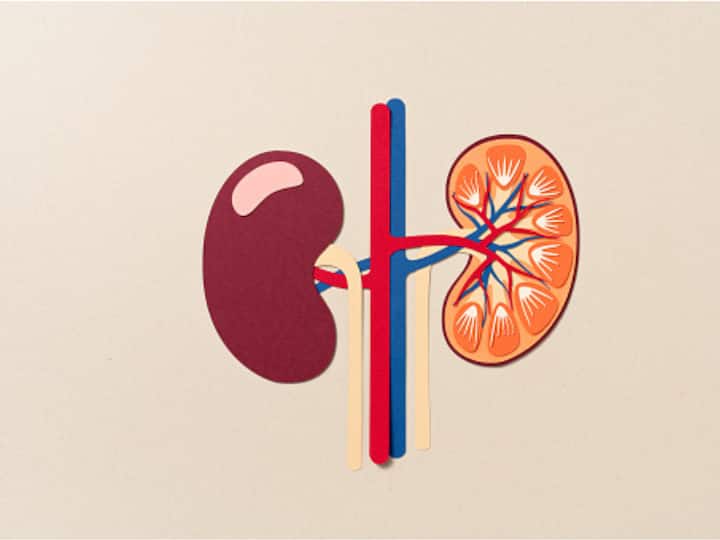 Estimated Glomerular Filtration Rate (eGFR): eGFR is a calculation based on serum creatinine levels, age, gender, and race. It provides an estimate of how well the kidneys are filtering waste products from the blood. A low eGFR indicates reduced kidney function and may suggest the presence of kidney disease. (Image source: getty images)