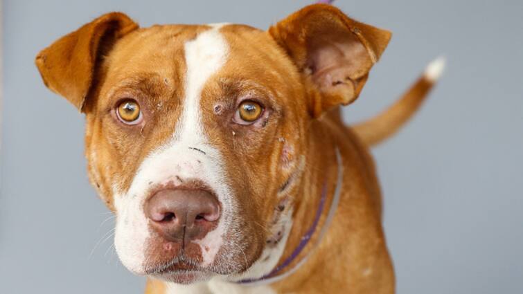 Central Government Tells States To Ban 23 Breeds Pitbull Terrier American Bulldog Amid Deaths Pet Dog Attacks Govt Tells States To Ban 23 Breeds Amid Deaths Due To Pet Dog Attacks. Check List