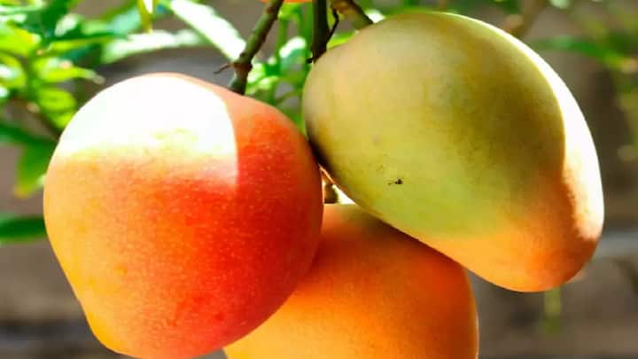 Success Story Farmer Yuvraj Singh earned lakhs of rupees from selling mangoes online in Madhya Pradesh Business agriculture marathi news युवराज सिंहची अनोखी शेती, 26 जातींच्या आंब्याची लागवड, ऑनलाइन विक्रीतून कमावले लाखो रुपये  