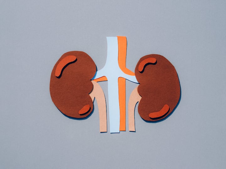 Kidney Imaging: Imaging tests, such as ultrasound, CT scan, or MRI, can provide detailed images of the kidneys and urinary tract. These tests can help identify structural abnormalities, kidney stones, cysts, tumours, or other conditions that may affect kidney function. (Image source: getty images)