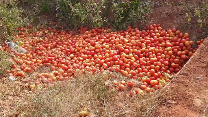 Dindigul news tomato less than 10 rupees per kg are dumped on the street Farmers are worried in palani - TNN Palani: கிலோ 10 ரூபாய்க்கும் கீழ் குறைந்த தக்காளி வீதியில் கொட்டப்படும் அவலம் - விவசாயிகள் கவலை
