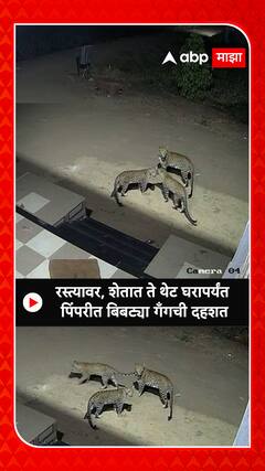 Pimpri Leopard CCTV Video : रस्त्यावर, शेतात ते थेट घरापर्यंत पिंपरीत बिबट्या गँगची दहशत