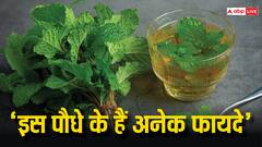 इस पौधे के फायदे कर देंगे आपको हैरान, कब्ज से लेकर मोटापे तक सब में हैं कारगर...
