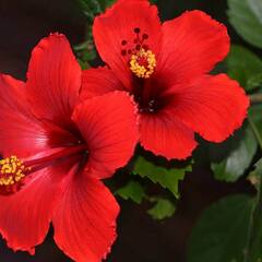 Hibiscus Flowers : ਆਹ ਲਾਲ ਫੁੱਲ ਵਾਲਾਂ ਦੀ ਸਿਹਤ ਲਈ ਹਨ ਬੇਹੱਦ ਗੁਣਕਾਰੀ