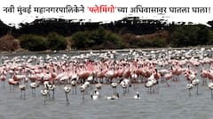 Flamingo City : फ्लेमिंगो सिटी म्हणून नावारूपास येण्याआधीच, पाणथळ जमिनीवर सिमेंटच्या इमारती...
