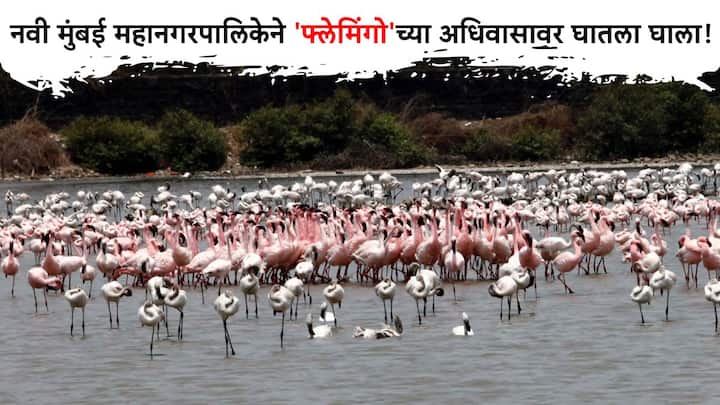 Flamingo City :  नवी मुंबई महानगरपालिकेने फ्लेमिंगोच्या अधिवासावर घातला घाला!