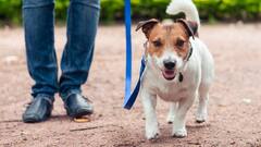 कुत्तों को पार्क में टहलाने का भी है नियम, नहीं पता तो फंस सकते हैं आप