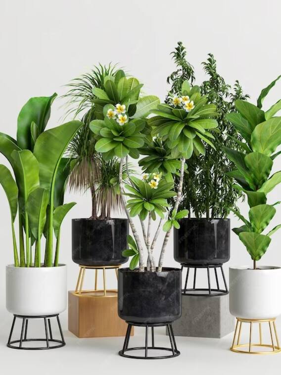 इन पौधों की पत्तियां खाने से मिलेंगे फायदे