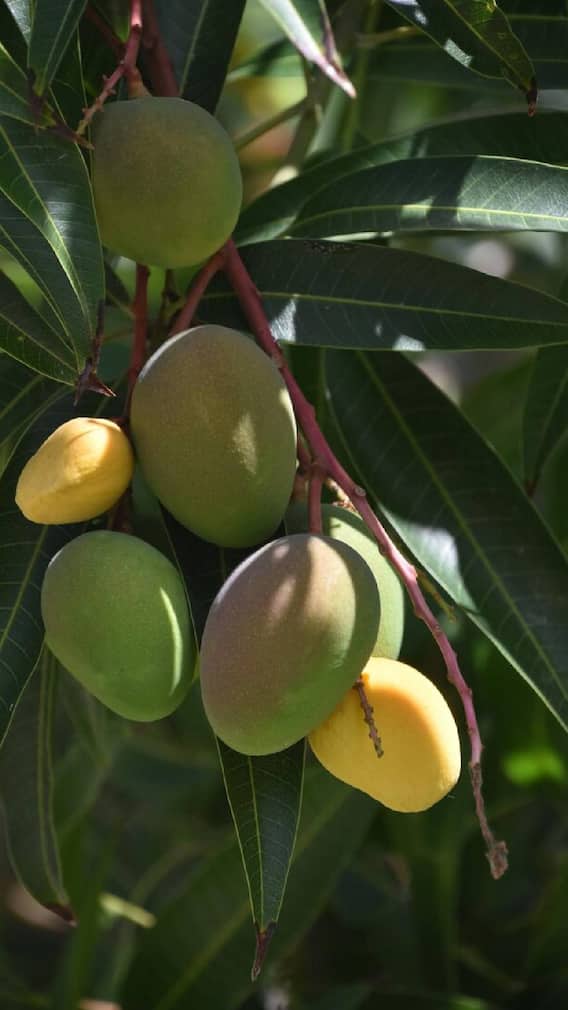 आंबा उत्पादनात अग्रेसर असणारी पाच राज्य कोणती?