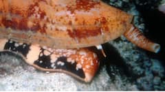 कॉनस जियोग्राफस के जहर का एक बूंद और मौत पक्की, जानिए दुनिया के सबसे जहरीले जीव के बारे में