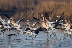 Flamingo City : फ्लेमिंगो सिटी म्हणून नावारूपास येण्याआधीच, पाणथळ जमिनीवर सिमेंटच्या इमारती...