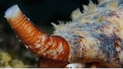 कॉनस जियोग्राफस के जहर का एक बूंद और मौत पक्की, जानिए दुनिया के सबसे जहरीले जीव के बारे में