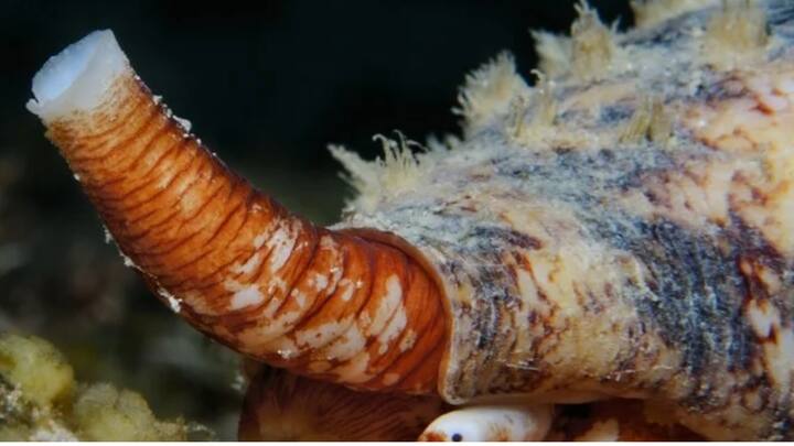 कॉनस जियोग्राफस नाम के इस जीव को बहुत से लोग जियोग्राफी कोन स्नेल भी कहते हैं. घोंघे की प्रजाति का यह जीव समुद्र की गहराइयों में रहता है. ये जीव खासतौर से इंडो पेसिफिक समुद्र की चट्टानों पर पाया जाता है.