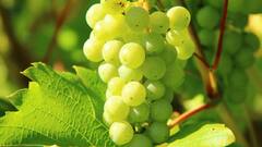 Grapes :  द्राक्ष खाण्याची योग्य वेळ कोणती ? आणि एकावेळी किती द्राक्षे खावीत?
