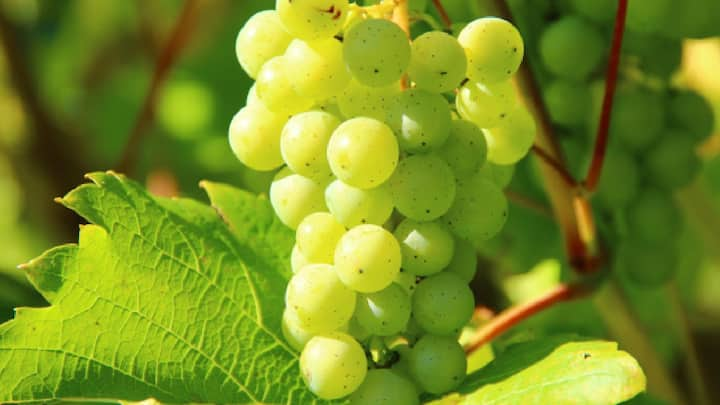 Grapes : द्राक्षे खाऊनही ही पोषकतत्त्वे तुम्हाला मिळू शकतात,परंतु ती खाण्याची योग्य वेळ,प्रमाण आणि पद्धत यांची विशेष काळजी घ्यावी लागेल.