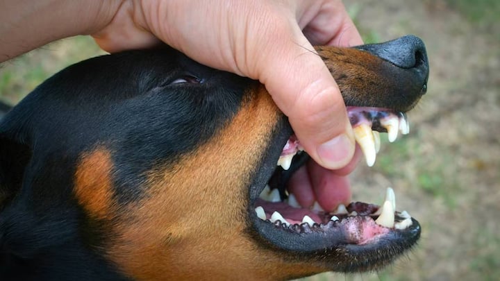 'नेशनल सेंटर फॉर डिजीज कंट्रोल डिविजन और जूनोसिस डिजीज प्रोग्राम' और 'जूनोसिस डिजीज प्रोग्राम' ने नेशनल रेबीज कंट्रोल प्रोग्राम गाइडलाइंस के मुताबिक कुत्तों का काटना 100 प्रतिशत घातक बताया है. जिस व्यक्ति को कुत्ते ने काटा है अगर उसे सही समय पर इलाज नहीं मिले तो उसकी मौत भी हो सकती है.