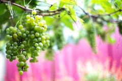 Grapes Farming: अंगूर की खेती कर किसान कमाएं मुनाफा, खेती से पहले करा लें मिट्टी की जांच