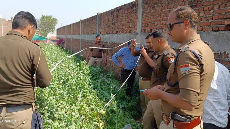 opium cultivation busted in Udham Singh Nagar 76 KG plants seized ANN Uttarakhand News: उधमसिंहनगर में खेत में उगाई जा रही थी अफीम, पुलिस ने छापा मारकर पौधे किए जब्त