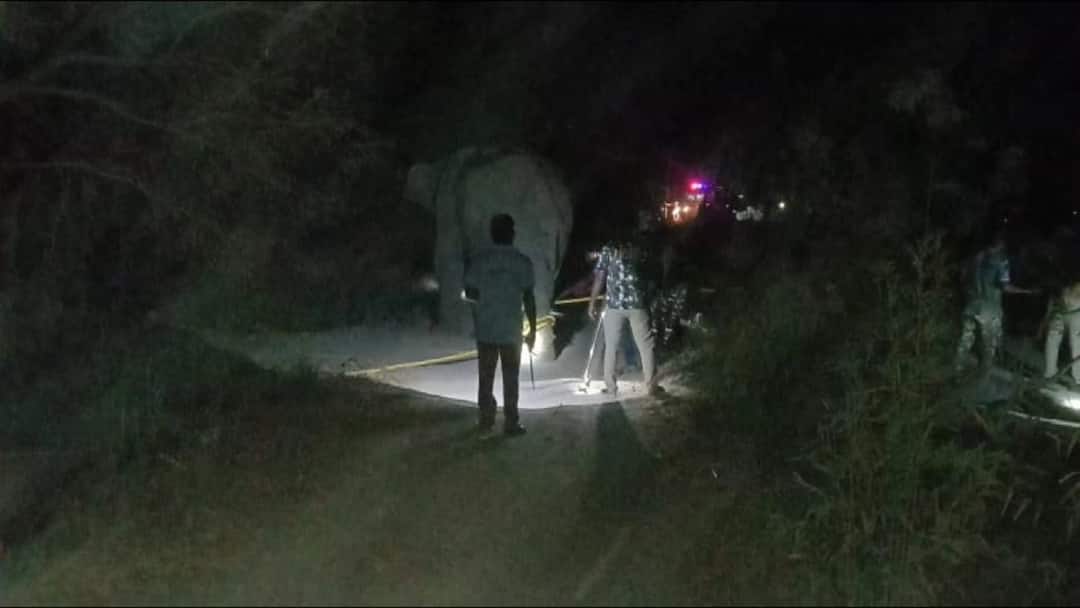 தருமபுரியில்  போக்கு காட்டி வந்த யானை; மயக்க ஊசி செலுத்தி பிடித்த வனத்துறை