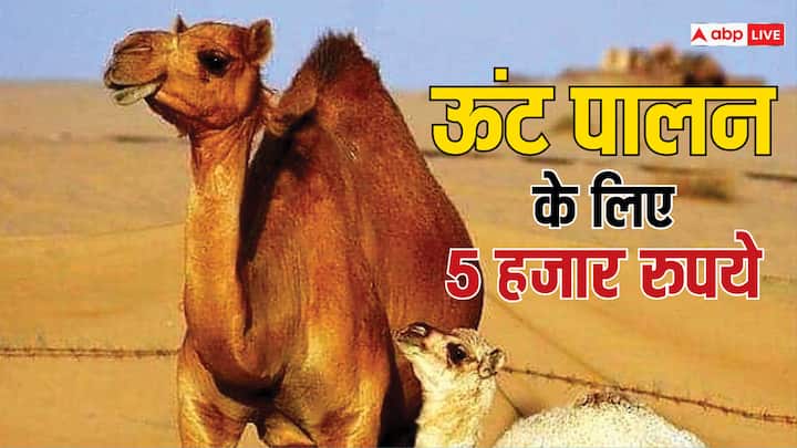 Rajasthan Bhajan Lal Sharma government will give 5 thousand to camel Farming Under Camel Protection Scheme ANN Rajasthan News: ऊंट पालकों के लिए खुशखबरी, 'ऊंट संरक्षण योजना' के तहत भजनलाल सरकार देगी इतने रुपये