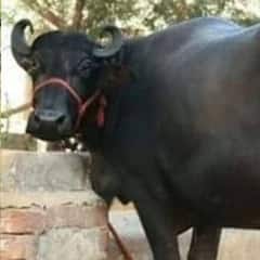 Murah Buffalo : ਜਾਣੋ ਕੀ ਹੈ ਮੁਰਾਹ ਮੱਝ ਦੀ ਪਹਿਚਾਣ ਤੇ ਇਸਦੀ ਖਾਸੀਅਤ?