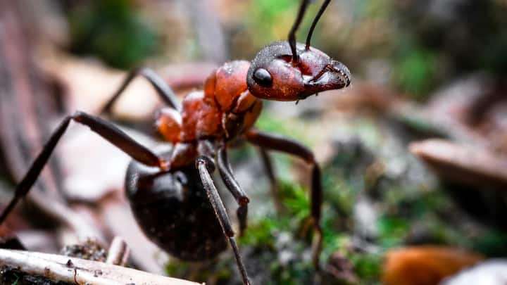 Ants Life: चीटियां सामाजिक प्राणी होती हैं. जिनमें रानी चीटियां, श्रमिक चीटियां और मेल चीटियां होती हैं. इनमें से रानी चीटियां सबसे लंबी उम्र जीती हैंं.