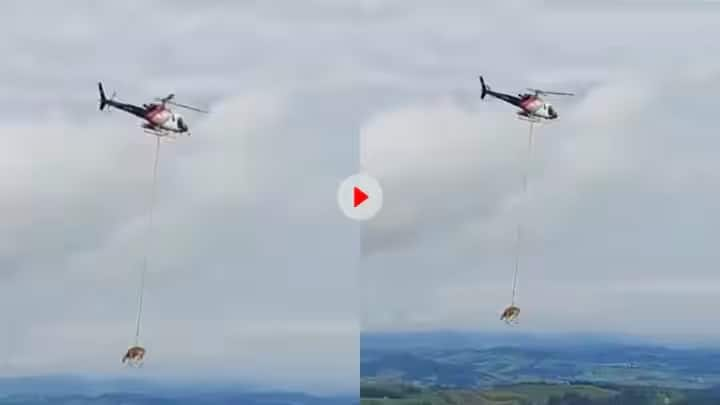 Trending Video Viral News: a cow was airlifted by helicopter to a doctor in switzerland goes viral on social media trending Video: સ્વિત્ઝર્લેન્ડમાં ઘાયલ ગાયને હેલિકૉપ્ટરની મદદથી કરવામાં આવી એરલિફ્ટ, જુઓ વીડિયો