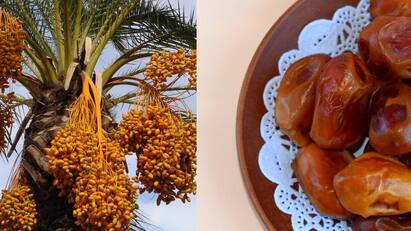 Dates Health Benefits : கர்ப்பமாக இருக்கும் பெண்கள் மருத்துவரின் ஆலோசனையை பெற்று இதனை எடுத்துக்கொள்ளவும்.