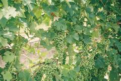 Grapes Farming: अंगूर की खेती कर किसान कमाएं मुनाफा, खेती से पहले करा लें मिट्टी की जांच