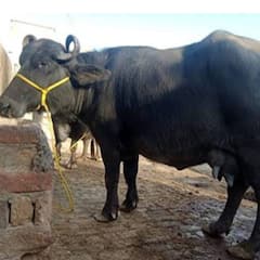 Murah Buffalo : ਜਾਣੋ ਕੀ ਹੈ ਮੁਰਾਹ ਮੱਝ ਦੀ ਪਹਿਚਾਣ ਤੇ ਇਸਦੀ ਖਾਸੀਅਤ?