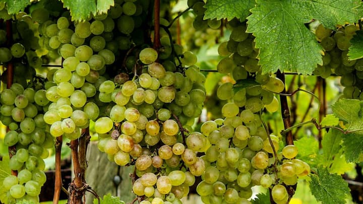 Grapes Farming: अंगूर की खेती कर किसान भाई अच्छा लाभ प्राप्त कर सकते हैं. इस खेती से किसानों की अन्य फसलों के मुकाबले अच्छी आमदनी होती है.